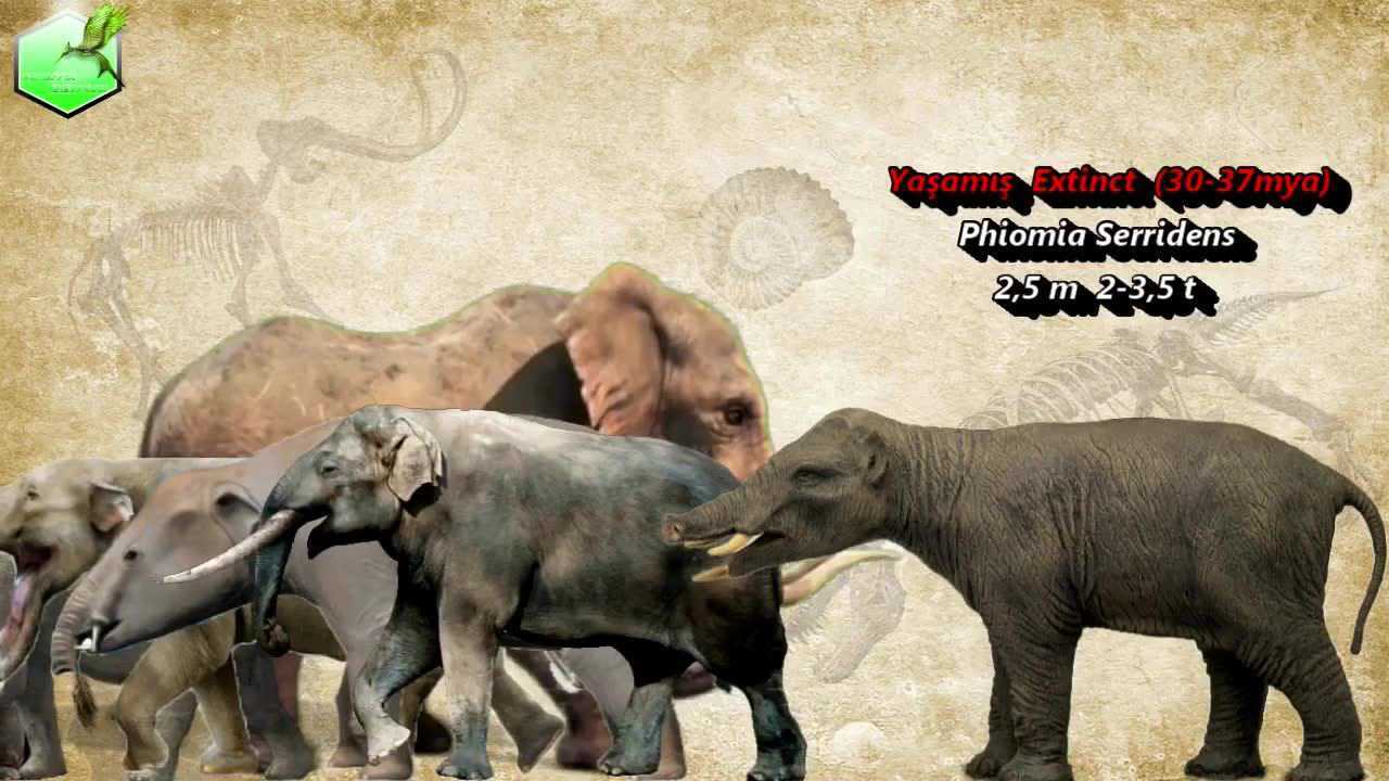 猛犸象vs大象图片