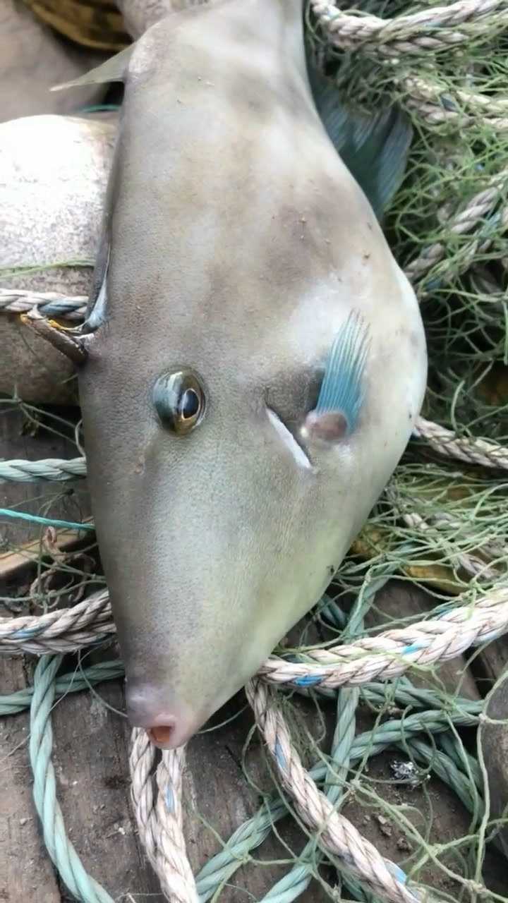 第一次见这种鱼,大眼睛,小嘴巴,长得太迷人了!