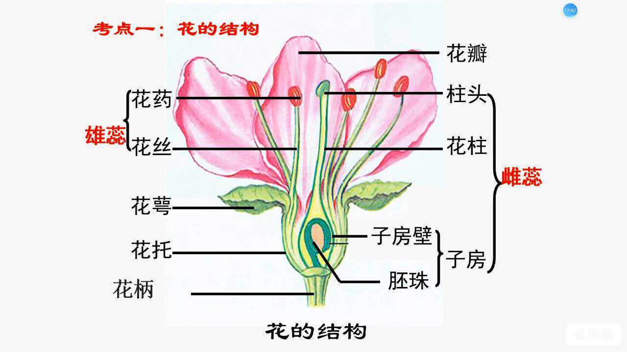 被子植物的一生