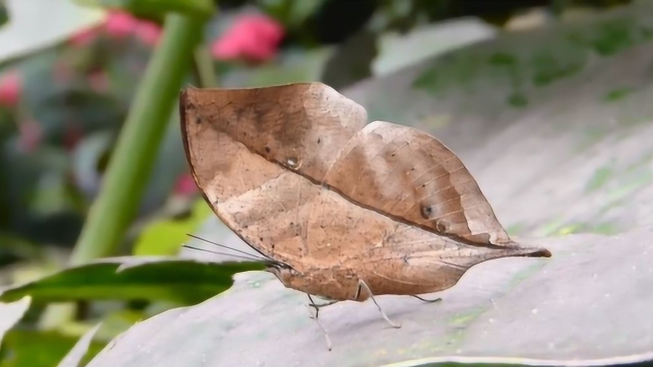 看看这只蝴蝶的伪装本领有多强