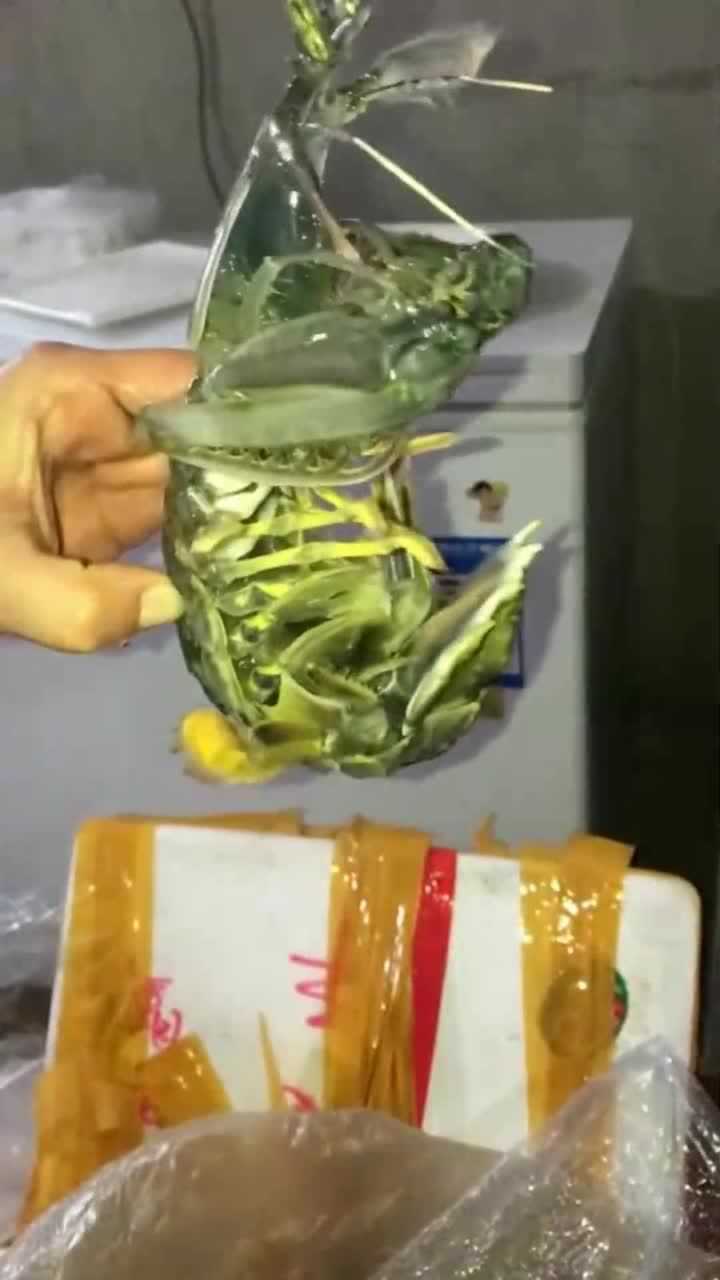 好大的一只螳螂虾,镰刀状的爪子真吓人,要是被攻击了那后果