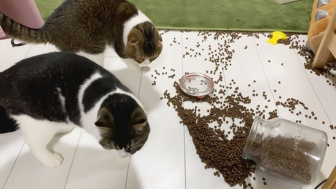 可爱小动物:大眼萌吃完晚餐在玩耍