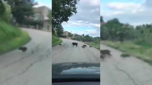 意大利封城空无一人,野猪在城内泛滥成灾,华侨小伙实拍野猪画面