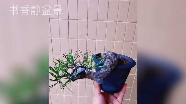 分享黑松小品素材养护管理经验,打造成精美绝伦的小老桩盆景!