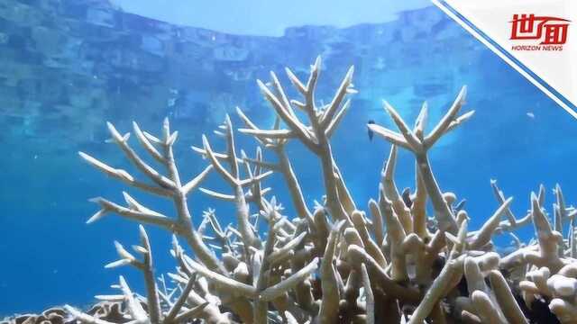 热点丨大堡礁现有史以来最广泛白化 昔日多彩珊瑚如今变成了这样