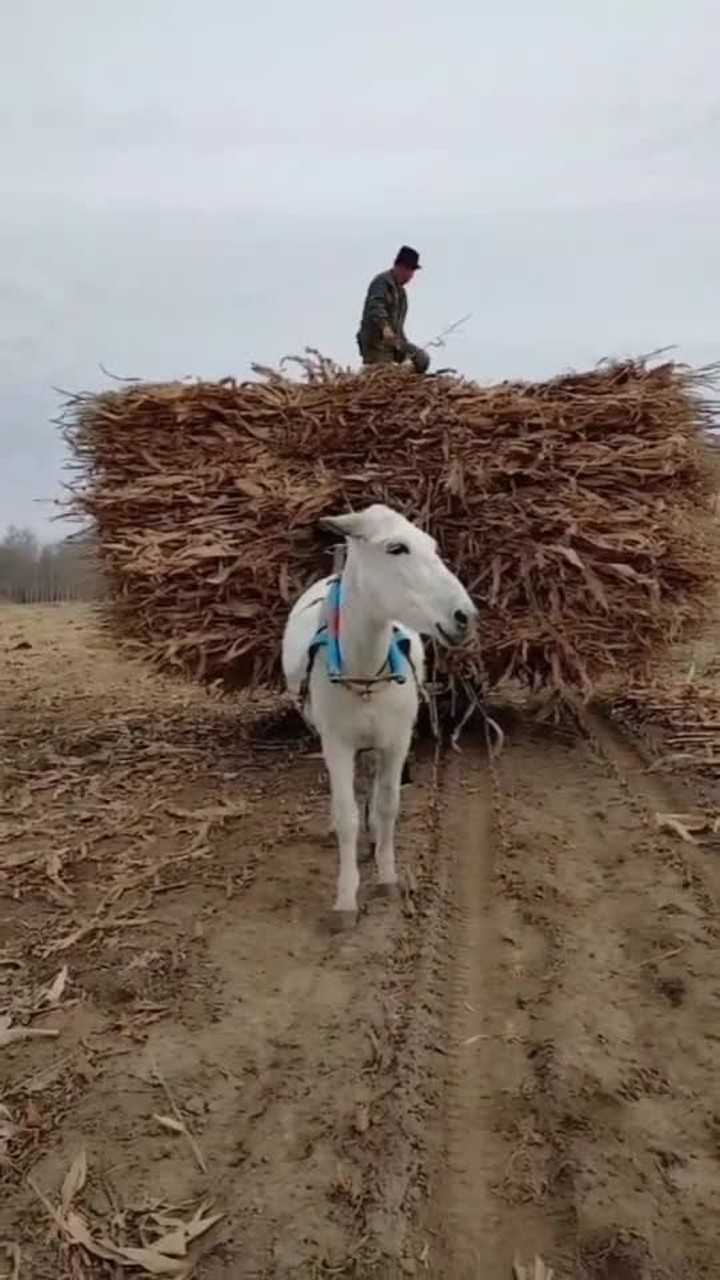 刚从集市上买的骡子用起来就是方便没白花钱