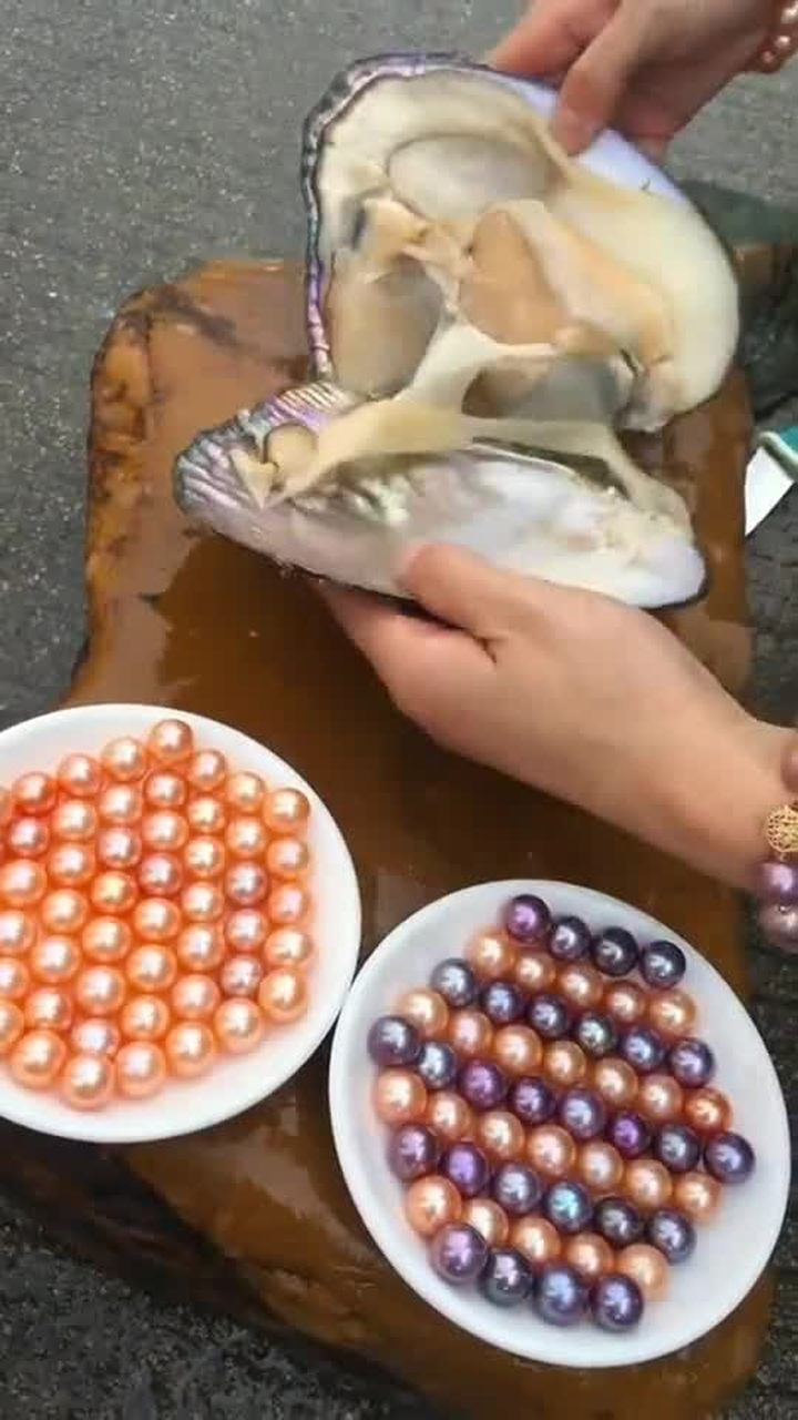 一个贝壳里面开出这么多珍珠老板娘一年能赚上千万吧