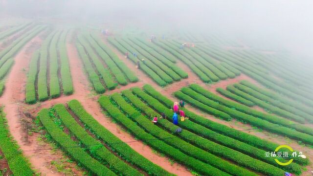 发现在厦门岛外一处很少人打扰的自然景观,有采茶姑娘还有牛群