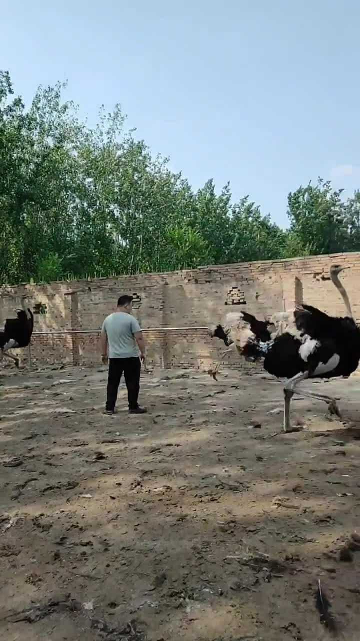 你们有没有见过鸵鸟跳舞带你们看一下鸵鸟是怎样跳舞的