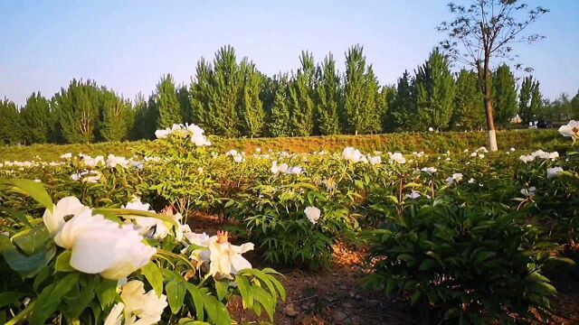 夕阳下的沣渭生态景观区