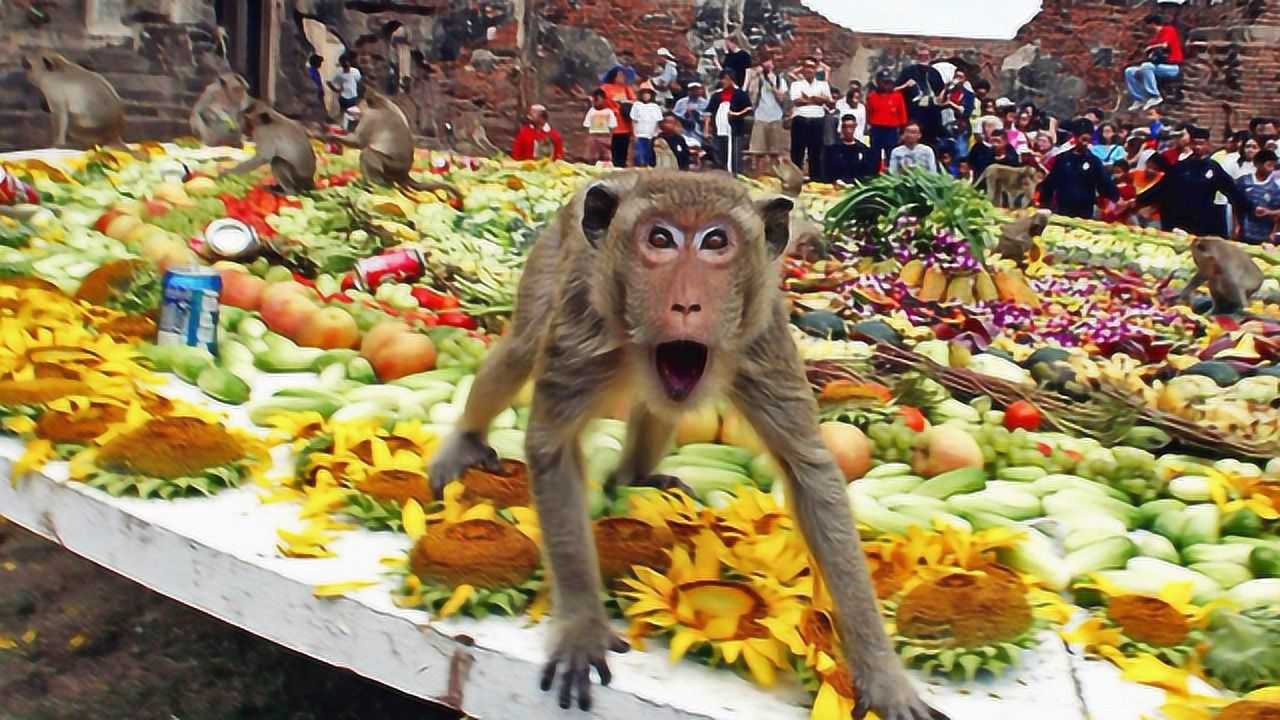 国外村庄举办猴子节村民买来4吨水果专给猴子吃