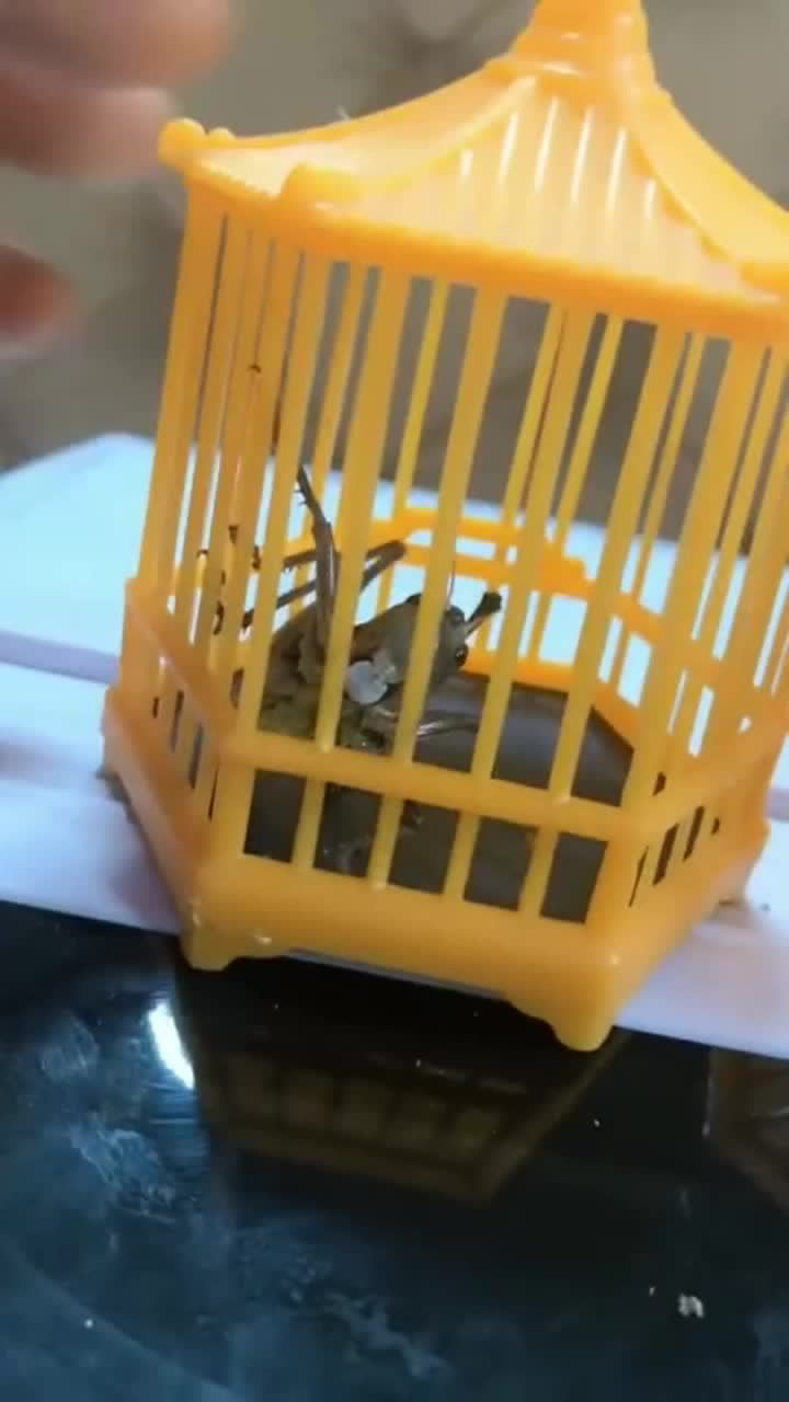 蛐蛐咬人见过没主人直呼疼得受不了