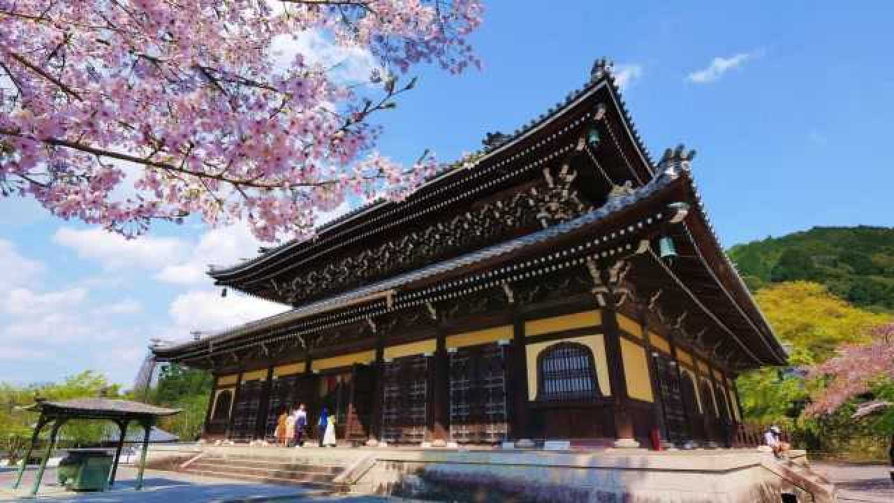 日本京都天龍寺,櫻花季太美了,成人500日元,學前孩子免費