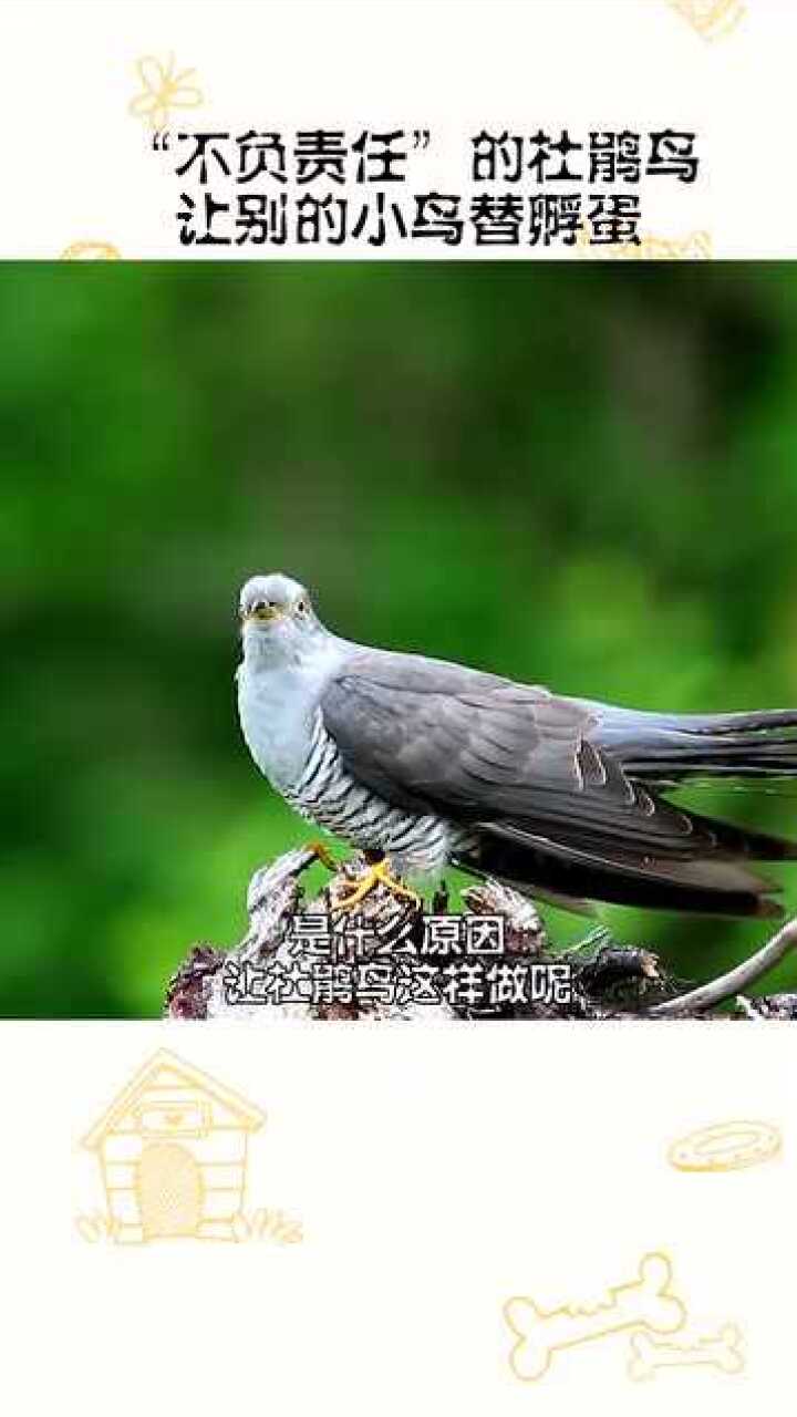 为什么杜鹃鸟不自己孵蛋,而是让别人的小鸟给它孵蛋呢