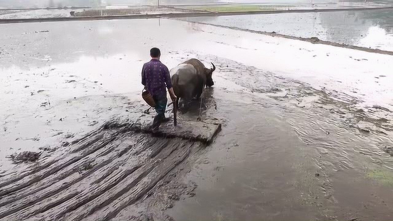 这个画面只有农村人才看得懂最原始的耙田方式可惜即将失传