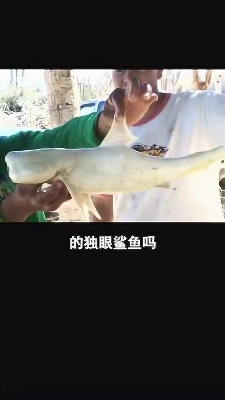 长一个眼睛的独眼鲨鱼你见过吗