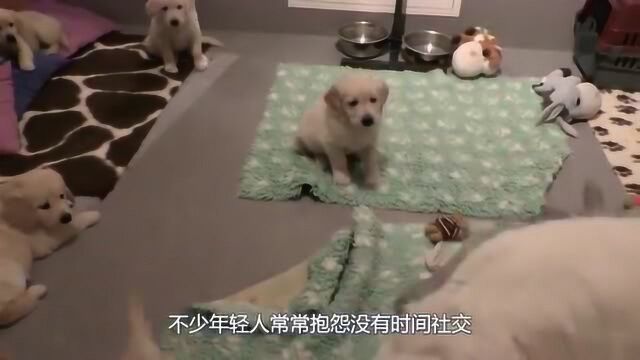 比特犬到底有多凶猛?竟被列为全球禁养犬,看完我慌了