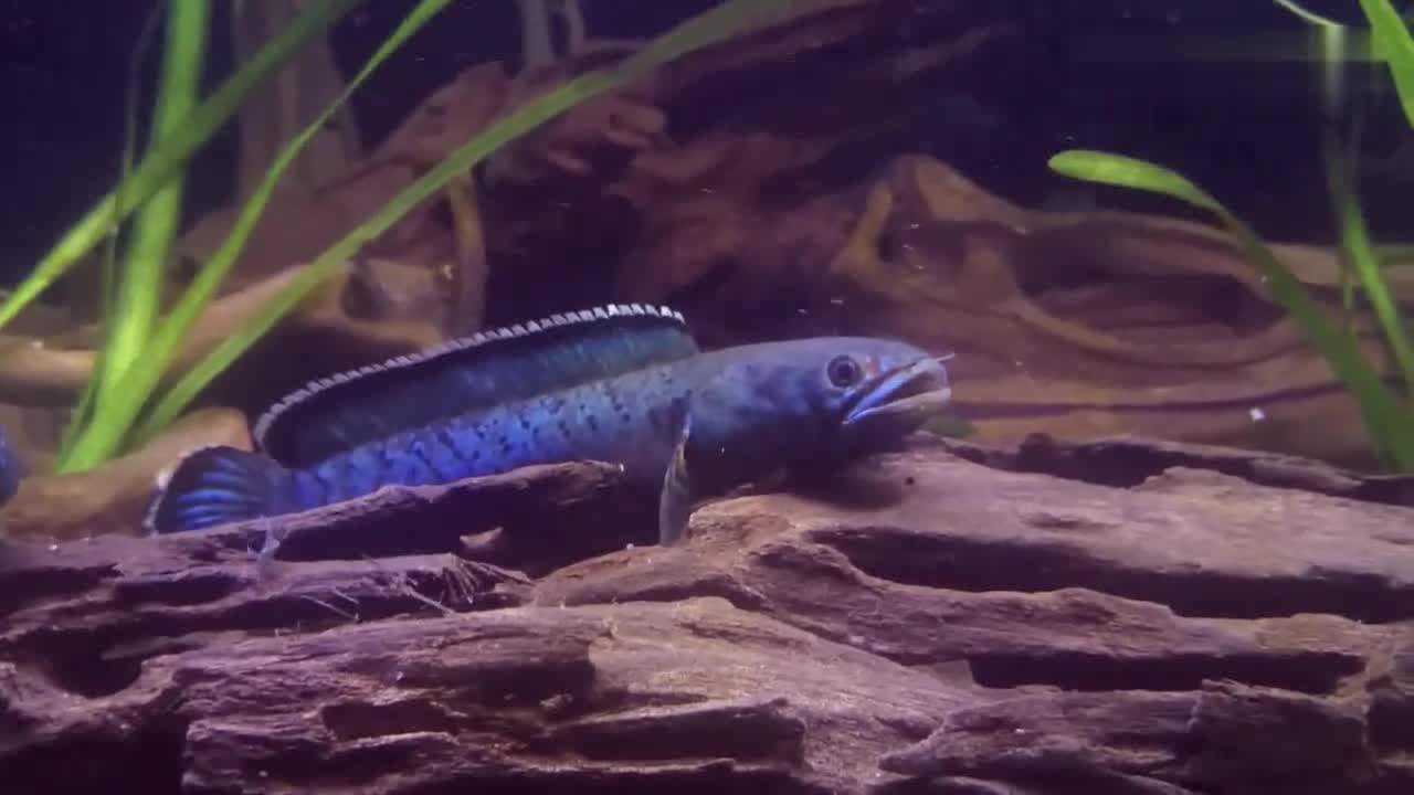 来认识一下梅加拉亚邦豹子雷龙吧!真漂亮,怎么能这么吃蟋蟀呢!