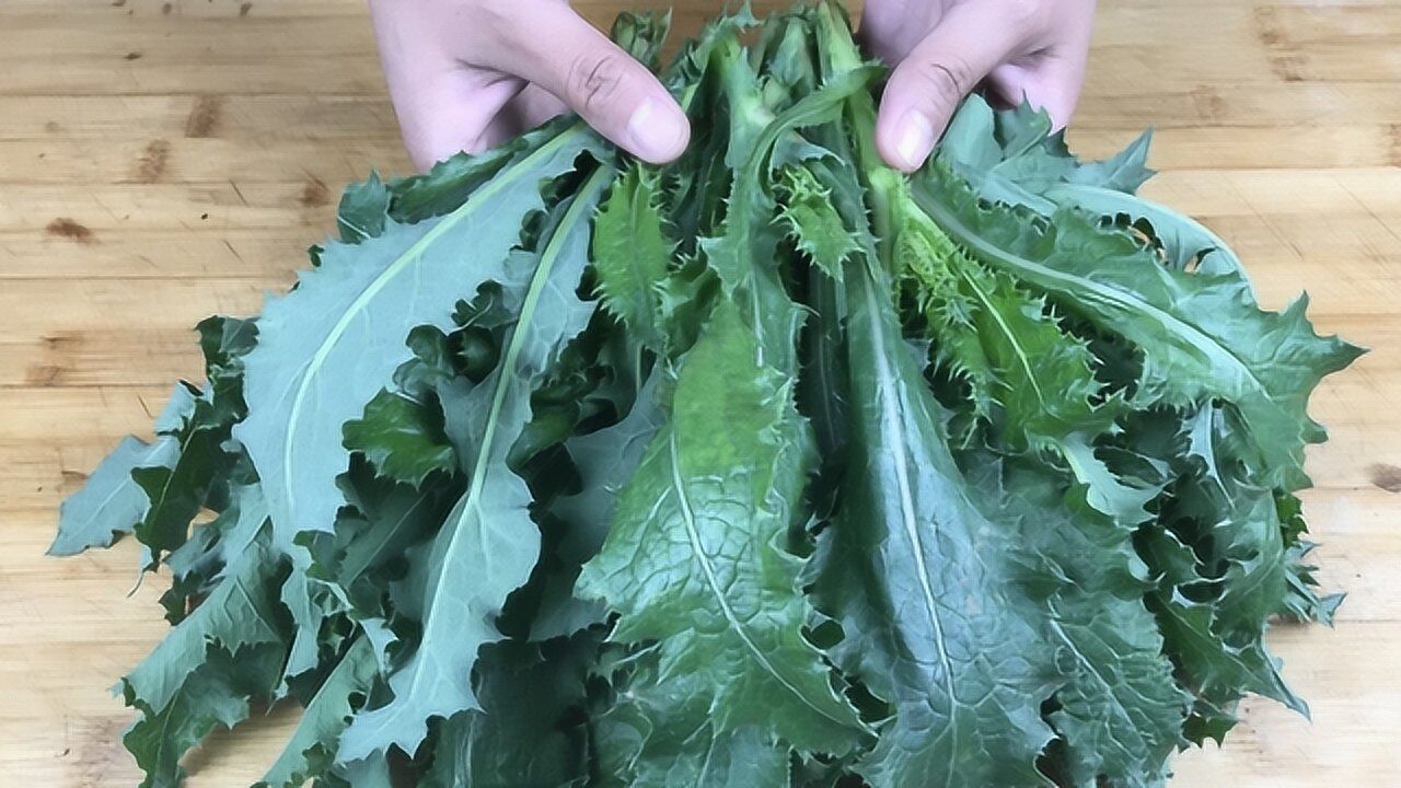 苦麻菜到底有多苦?很多人都吃不了,却是一种营养丰富的野味!