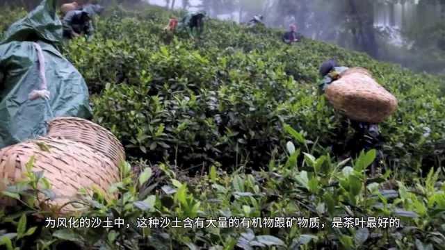 世界上最著名的茶叶太平猴魁,到底是什么茶?这下长见识了