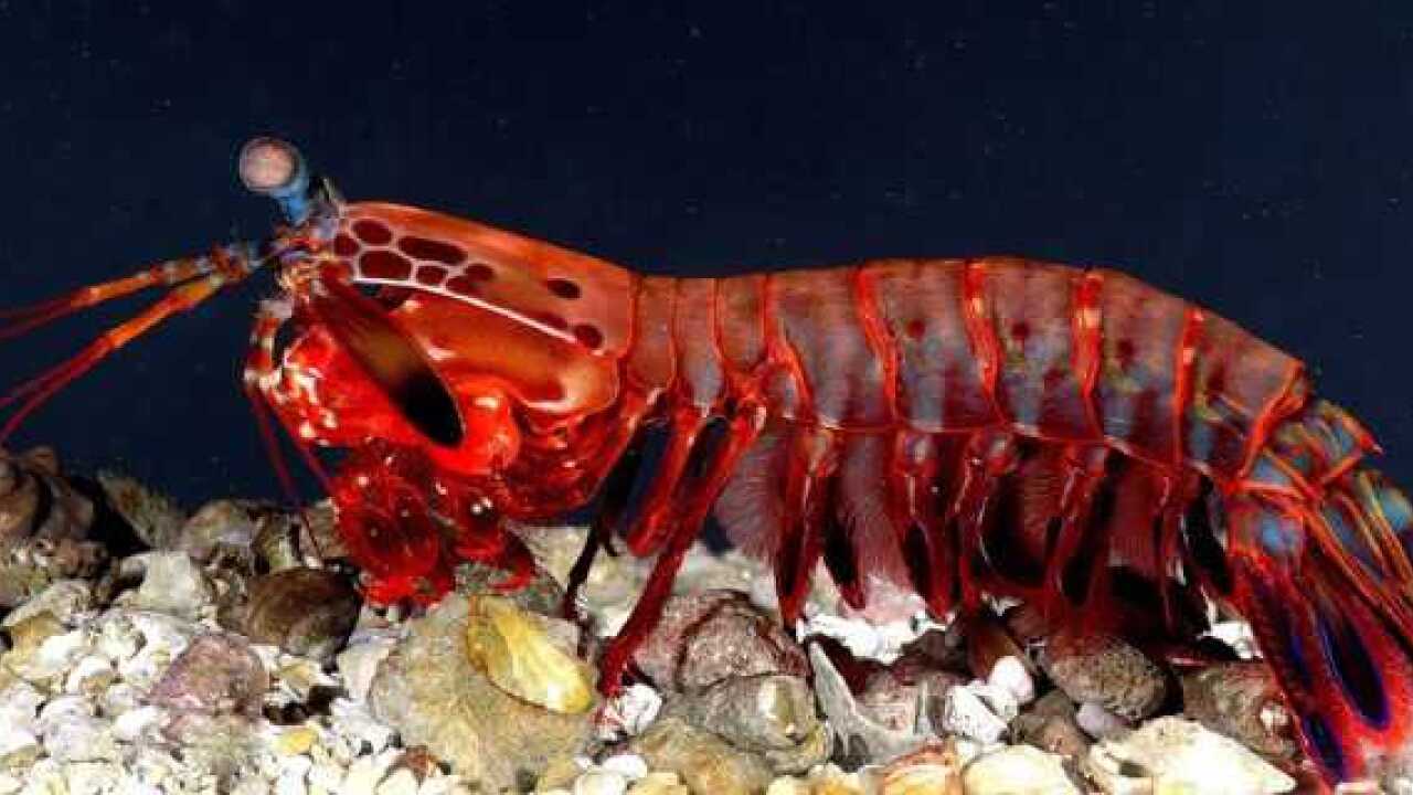 皮皮虾(螳螂虾)捕猎的速度很快_腾讯视频