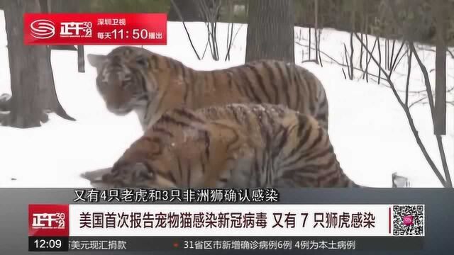 美国首次报告宠物猫感染新冠病毒 又有7只狮虎感染