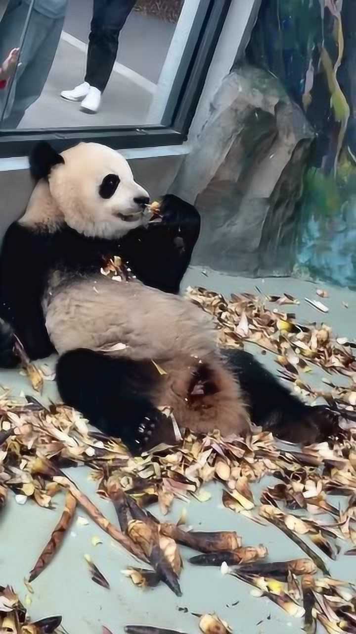 全网最邋遢的熊猫葛优躺吃竹子垃圾丢的到处都是