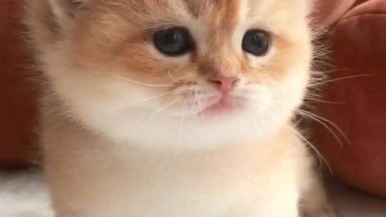 小猫咪睡醒找不到妈妈可怜巴巴的小眼神配合着奶声的叫声