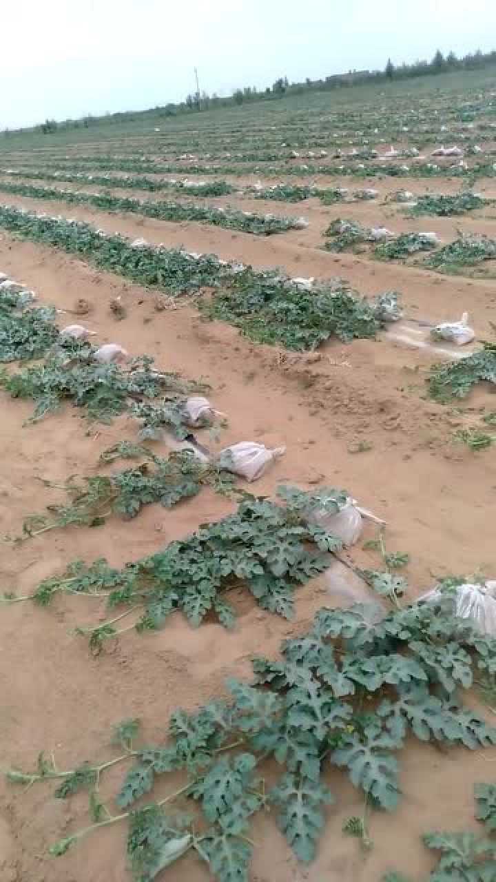 沙土地里的西瓜,原来就是这样种植的,难怪会这么整齐!