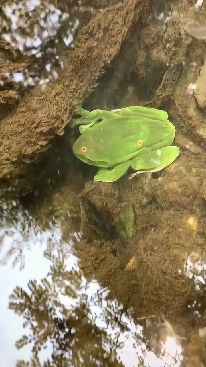这是一只会变色的青蛙一定要看到最后