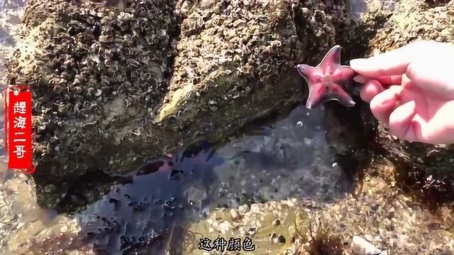 二哥推荐最佳的赶海地“青岛黄岛连三岛”各种海星海带海胆尽情抓