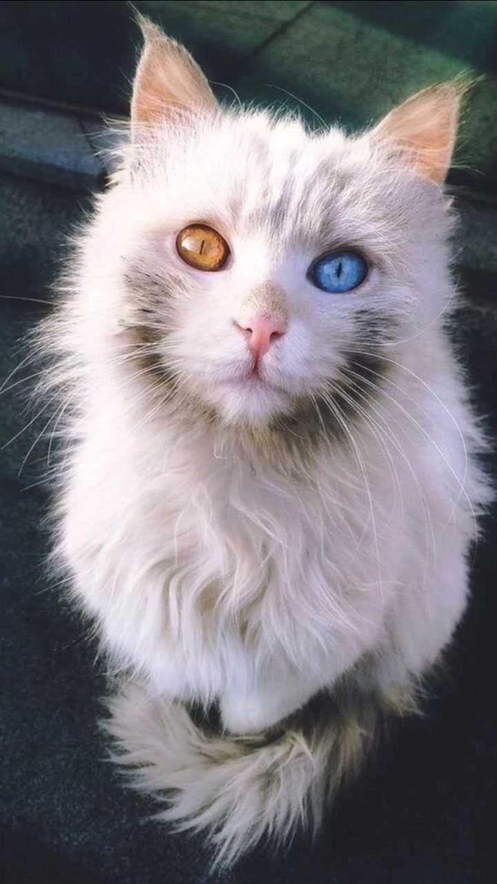 盘点那些颜值超高的异瞳猫