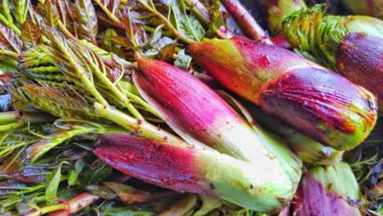 覃子涵刺包头全身带刺的野菜口感清脆城市里上百元一斤