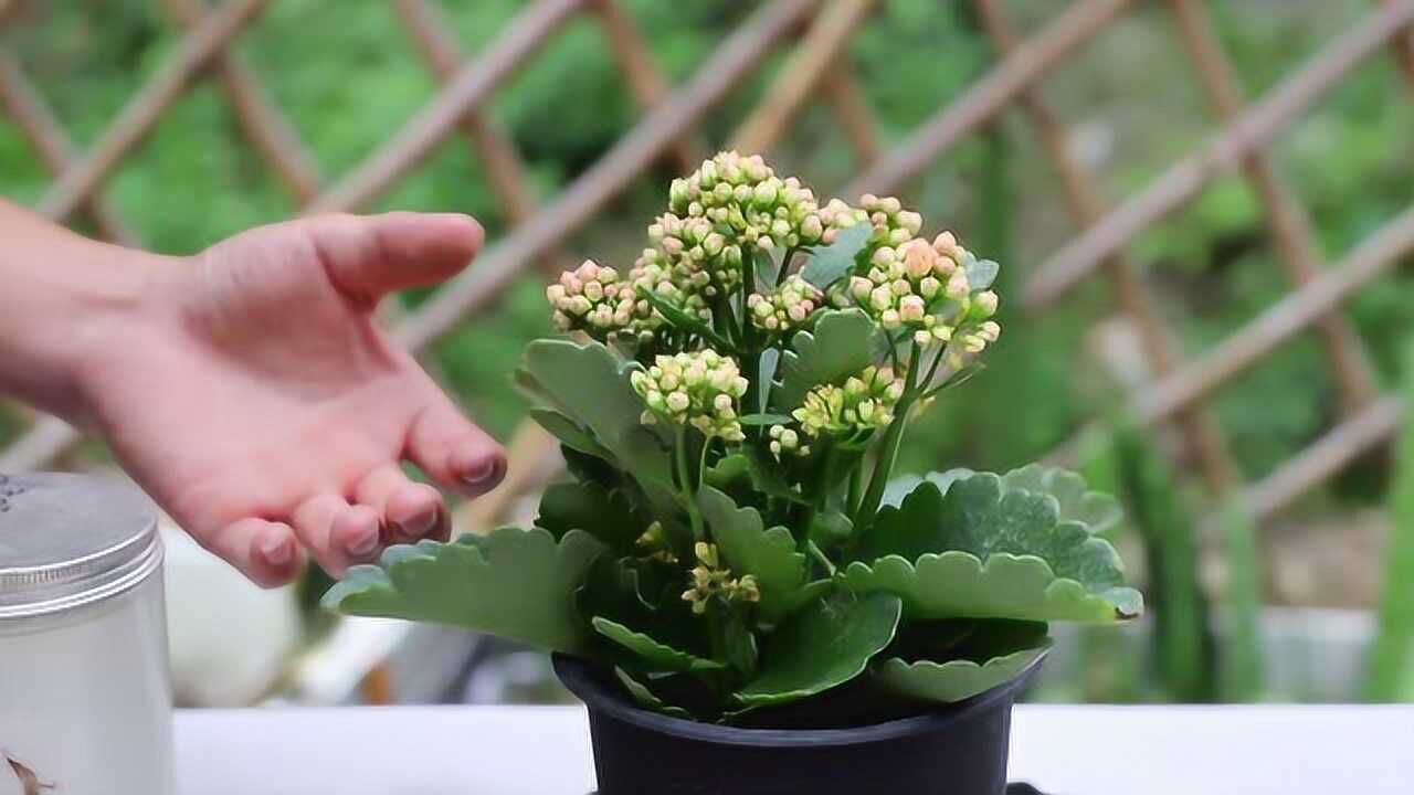 长寿花冒出大量花苞时,别乱用磷酸二氢钾