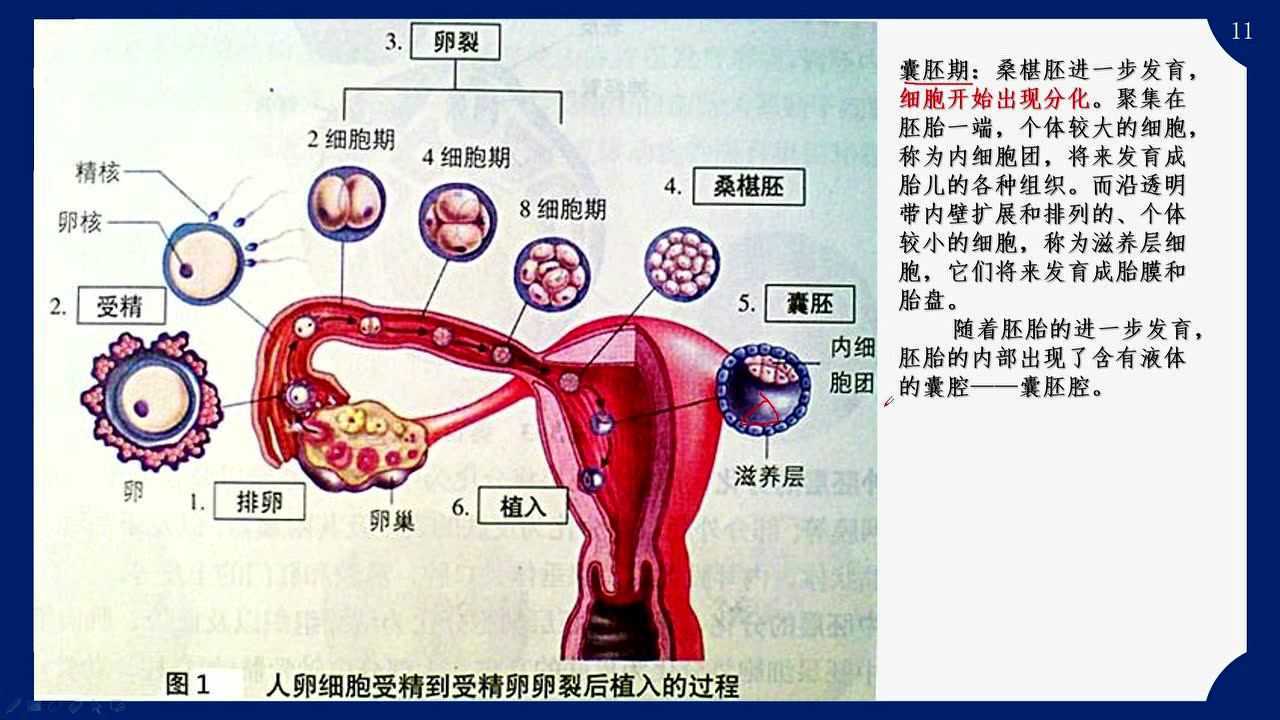 生物選修3體內受精和早期胚胎髮育