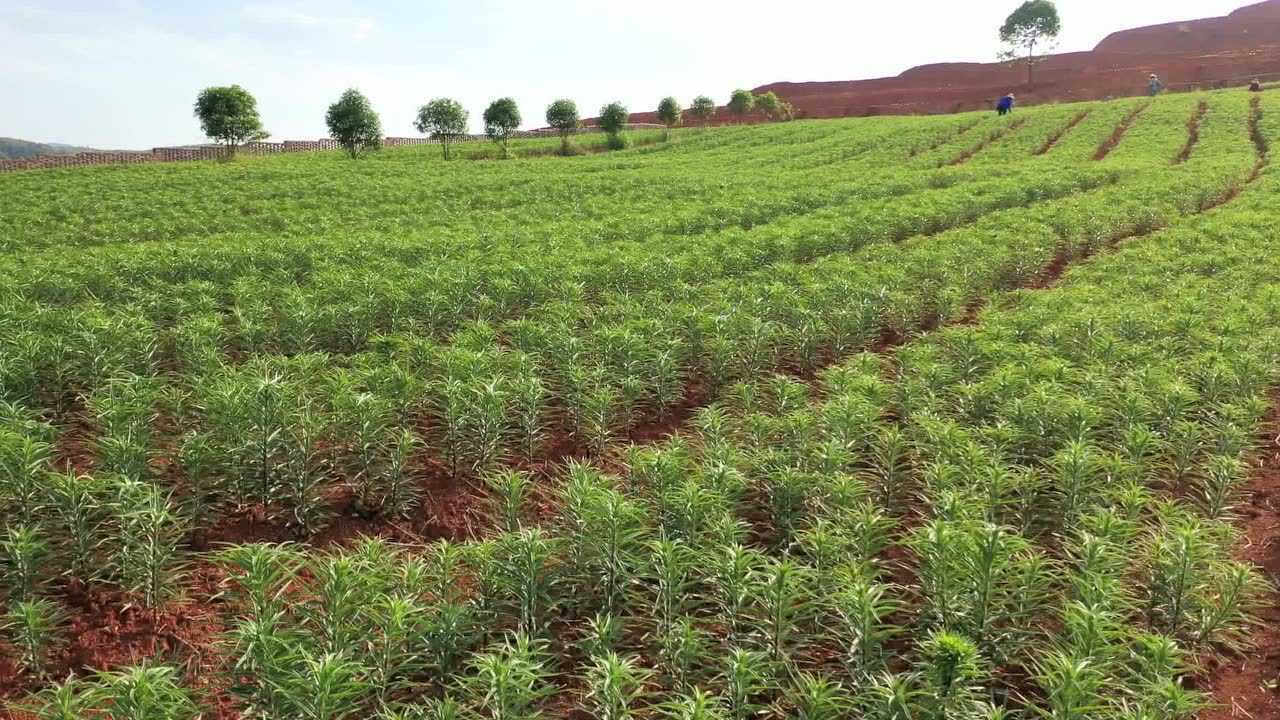 航拍莲花:湖上乡百合种植基地