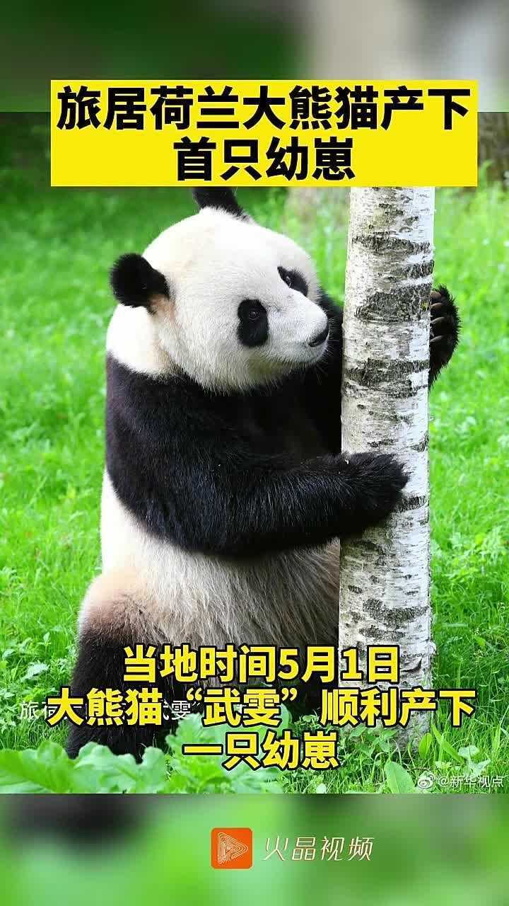旅居荷兰大熊猫武雯产下首只幼崽