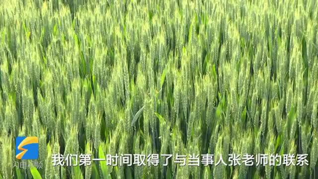 问政追踪丨100亩小麦倒伏保险定损不合理 督导组约谈当地保险公司主要负责人