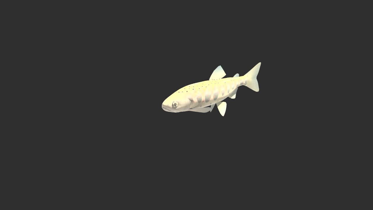 C4D动画-游动的鱼_腾讯视频