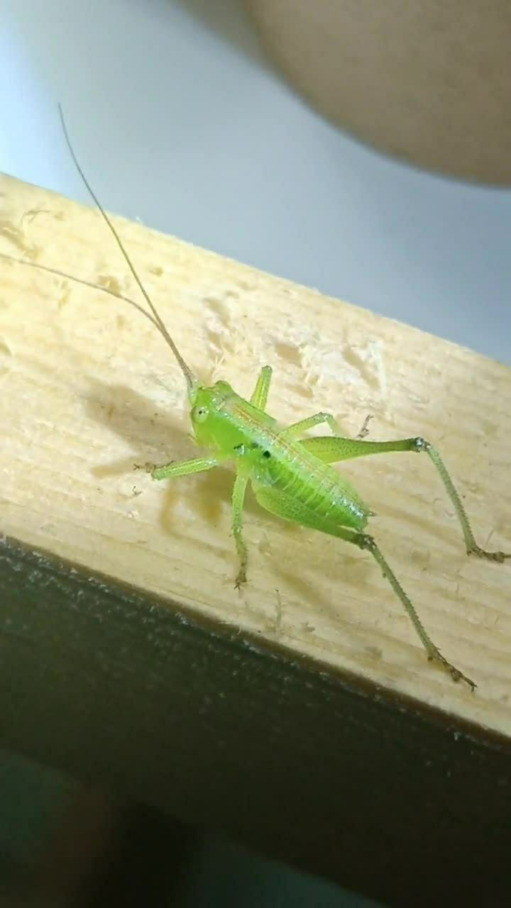刚出生不久的小蝈蝈长的太可爱了!非常惹人爱