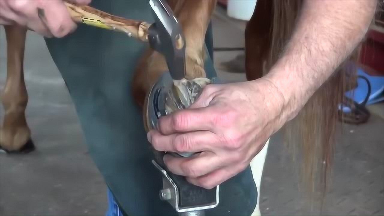 马蹄太长影响到正常走路了主人重新给马儿修修马掌