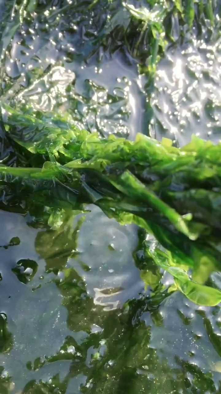 这就是传说中的海绿菜凉拌特别好吃特别的爽口