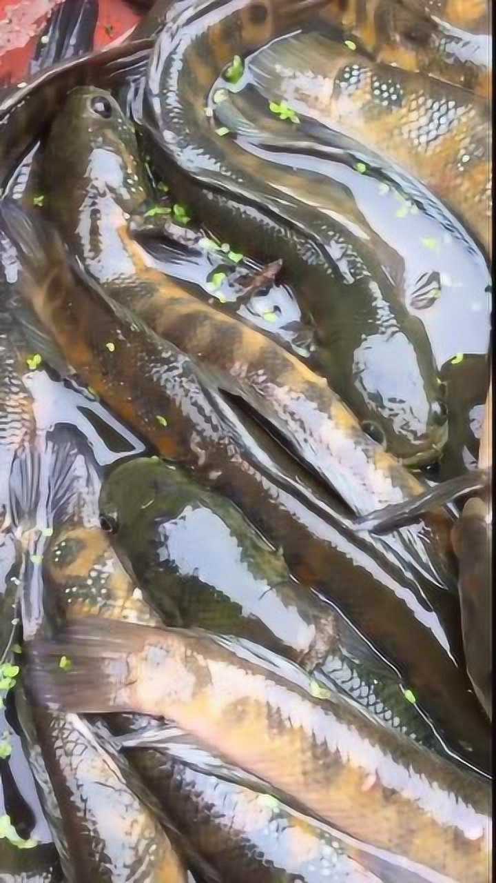 七星鱼七星鱼是鳢科鱼类中很有经济价值的淡水鱼类