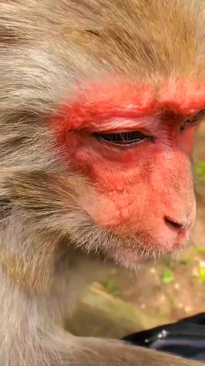 猴子都哭了!它肯定在想某只猴,爱也不能爱,所以它哭了