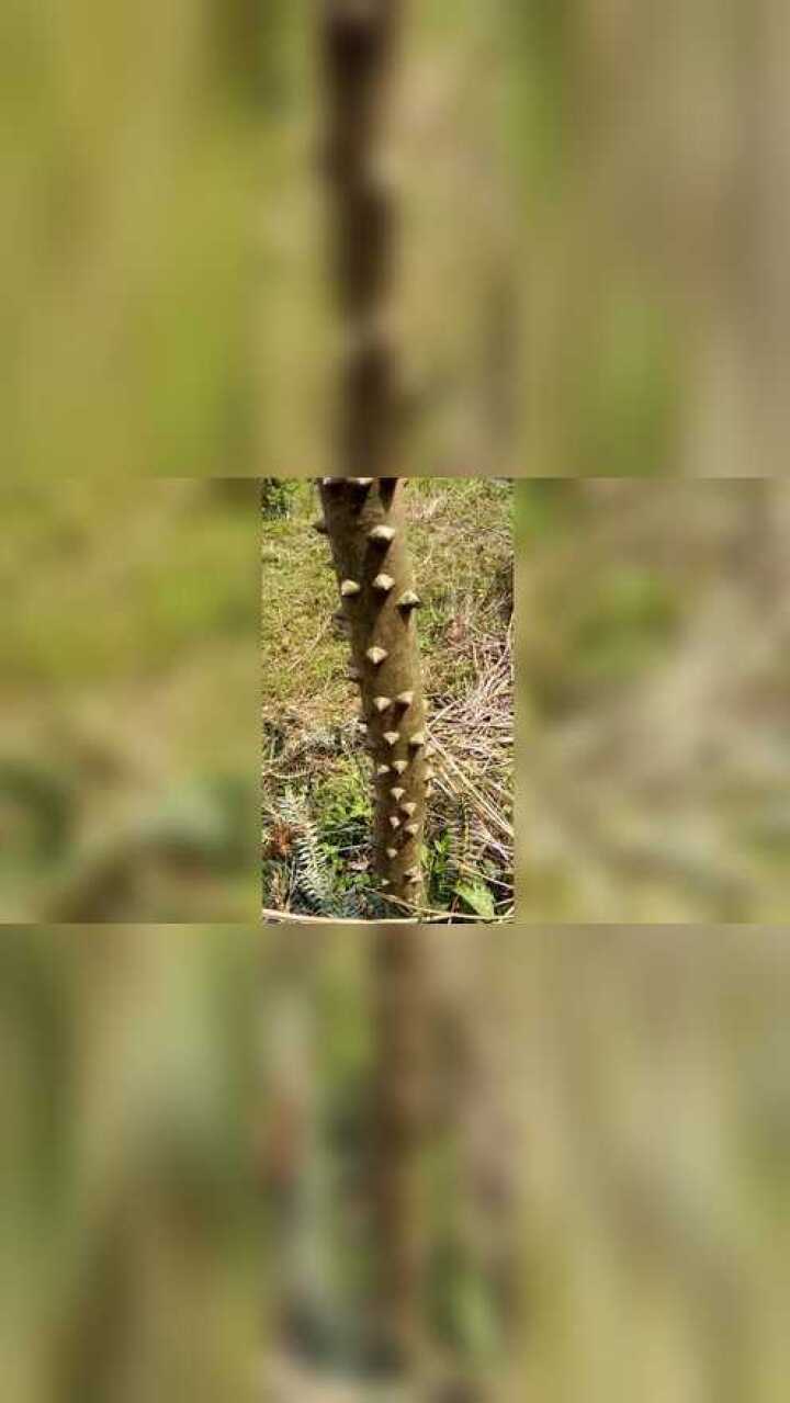 特别高大的钉子树你们看看它的树干上全都是钉子所以叫钉子树