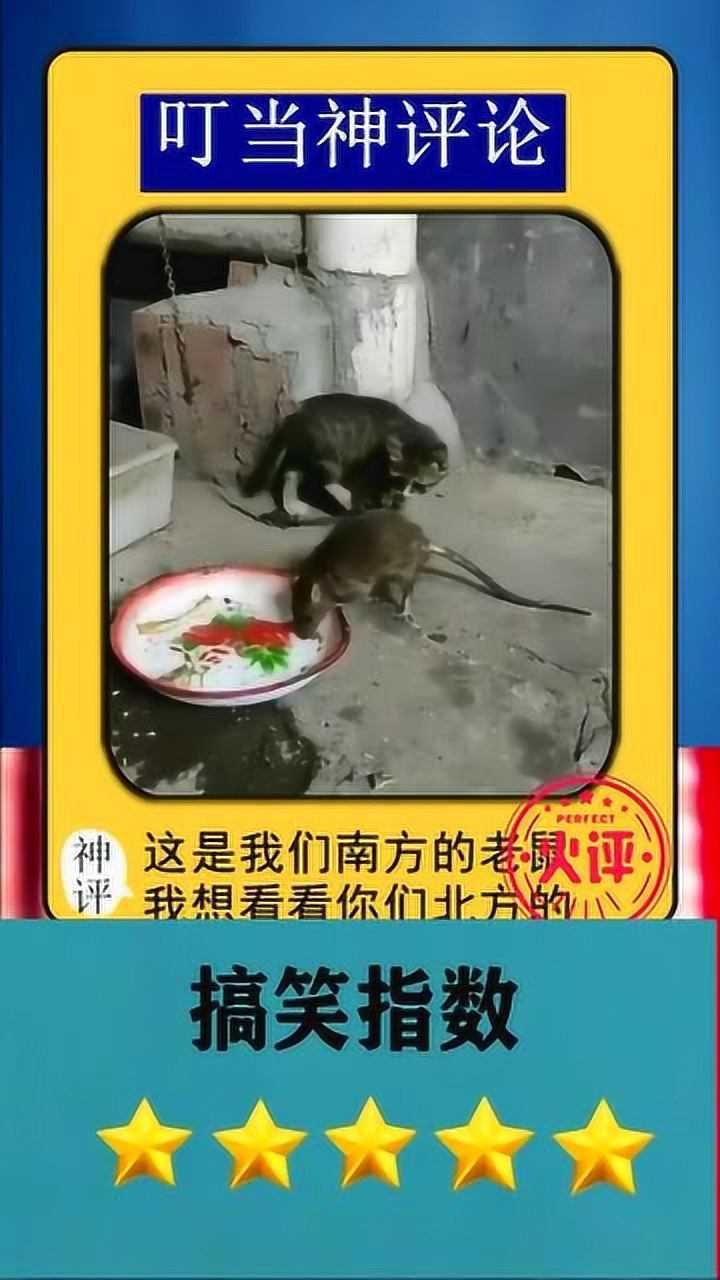 第一次见南方的老鼠长得比猫都大太吓人了