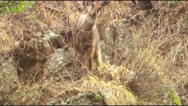 怪石嶙峋的陡峭山崖,似乎根本难不倒它们