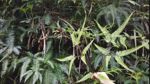 农村常见的芒萁,并不是一无是处,它的5大用处大家快来了解一下