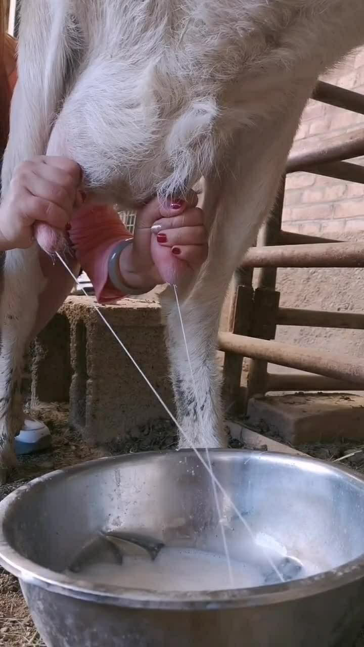 两只手一起挤羊奶这样效率会更加的高