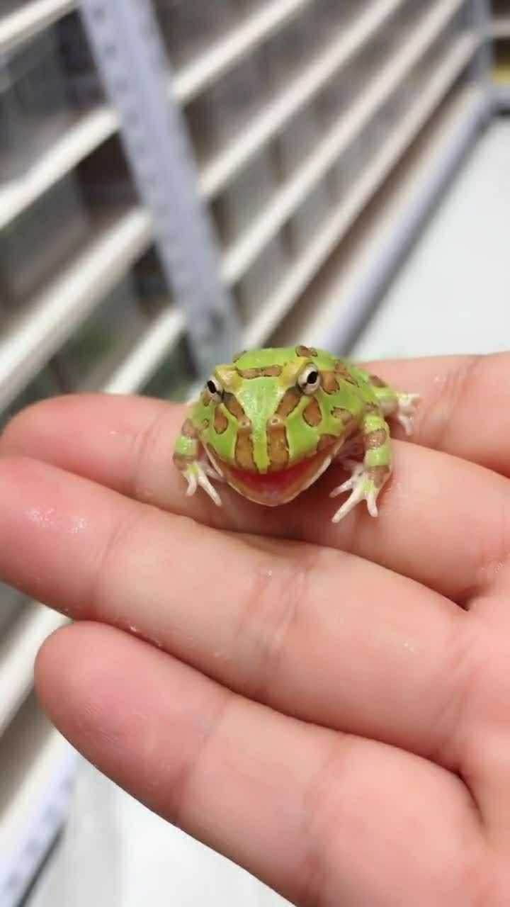 一个会微笑的小青蛙笑起来真是特别的好看啊